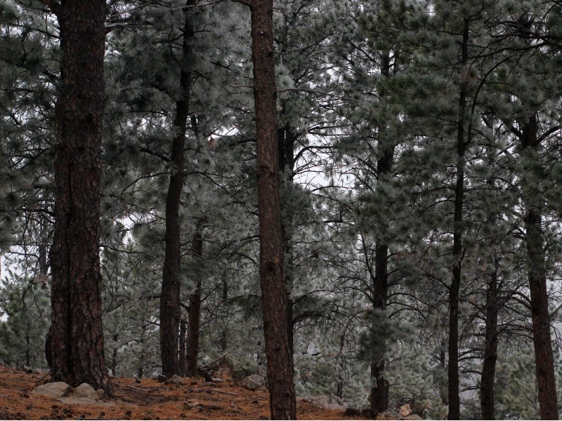 Pine trees in the Black Hills of South Dakota