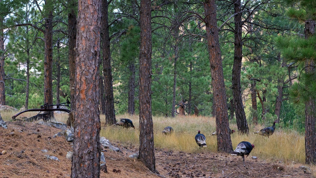 Photo of 6 wild turkeys in the Black Hills of South Dakota, USA