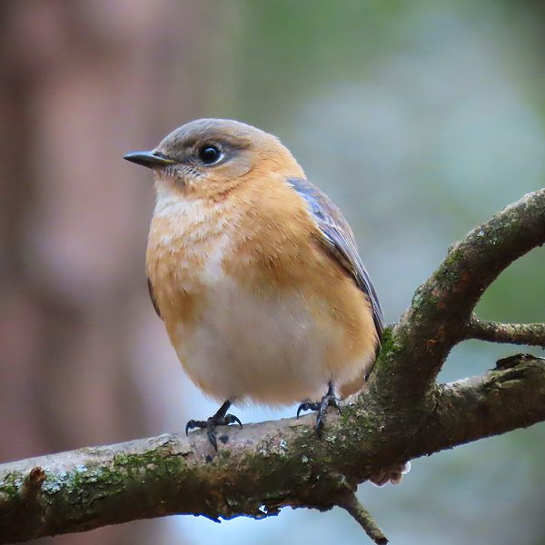 Bird, An Eastern Bluebird sitting on a branch