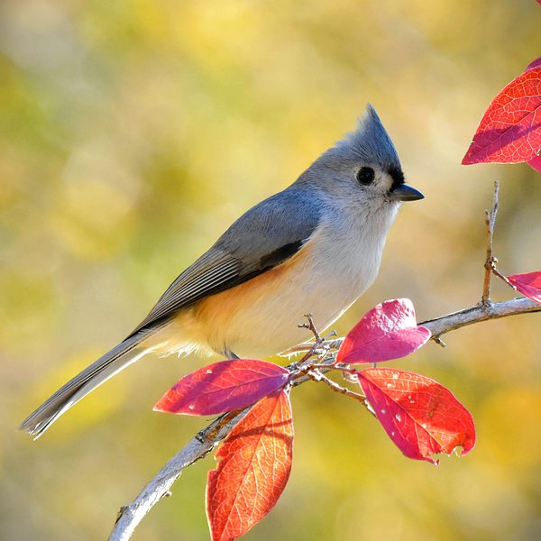 Bird, A Tufted Titmouse sitting on a branch with red leaves