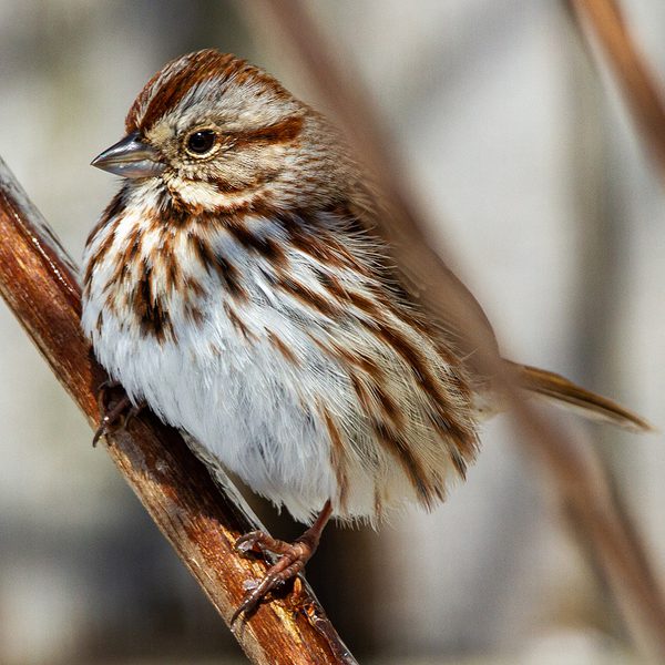 Bird, Song Sparrow