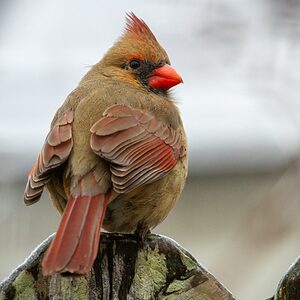 Bird, Female Northern Cardinal