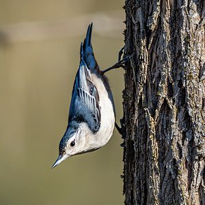 A White-breasted Nuthatch standing upside down on a tree trunk